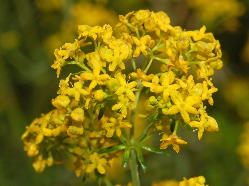 Dei fiori gialli in montagna - Galium verum